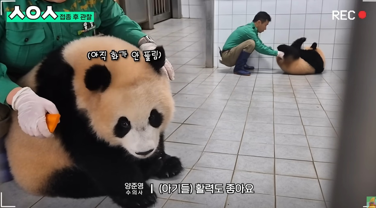 푸바오&루이&후이바오🐼 첫 백신 맞은날 | 인스티즈