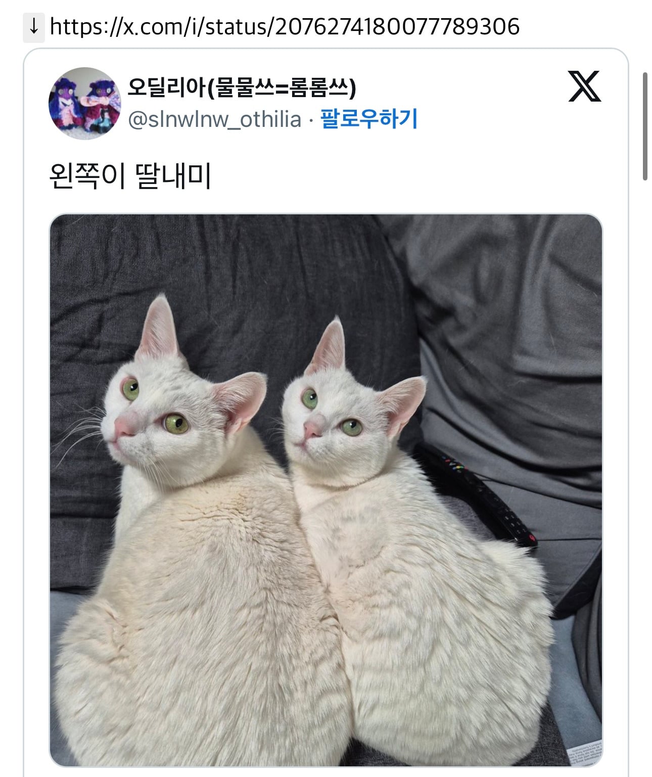 이런 고앵이들 보통 작은쪽이 엄마이고 그걸 좋아함 | 인스티즈