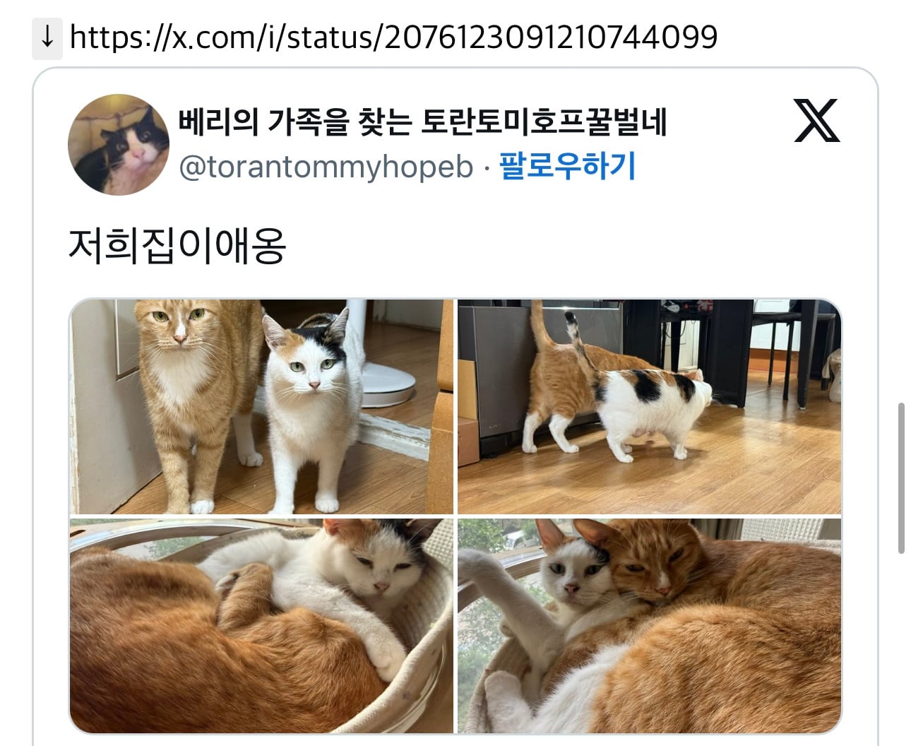 이런 고앵이들 보통 작은쪽이 엄마이고 그걸 좋아함 | 인스티즈