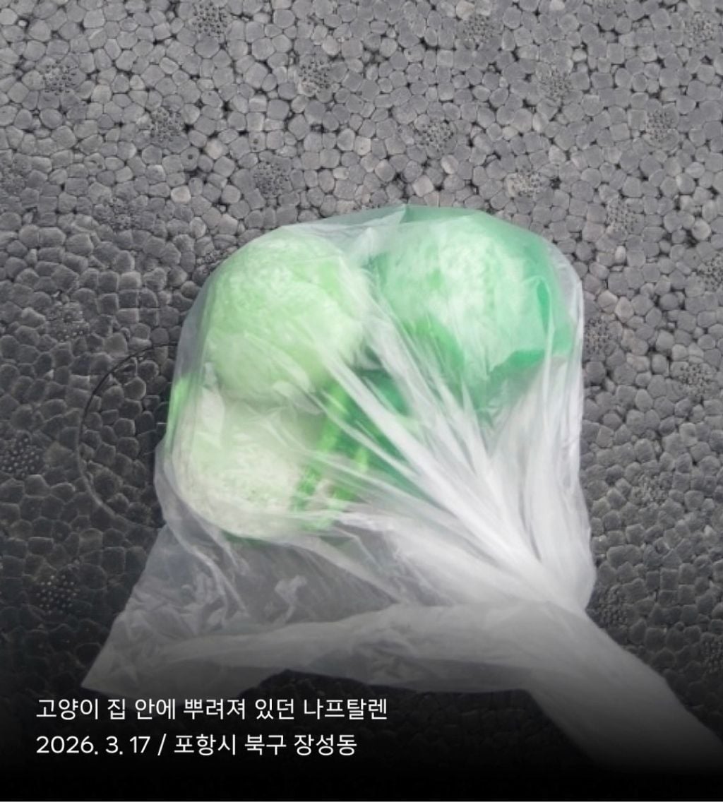 고양이 밥자리 훼손은 동물학대의 시작일 수 있습니다 (포항 고양이 학대범 또 활동..?) | 인스티즈