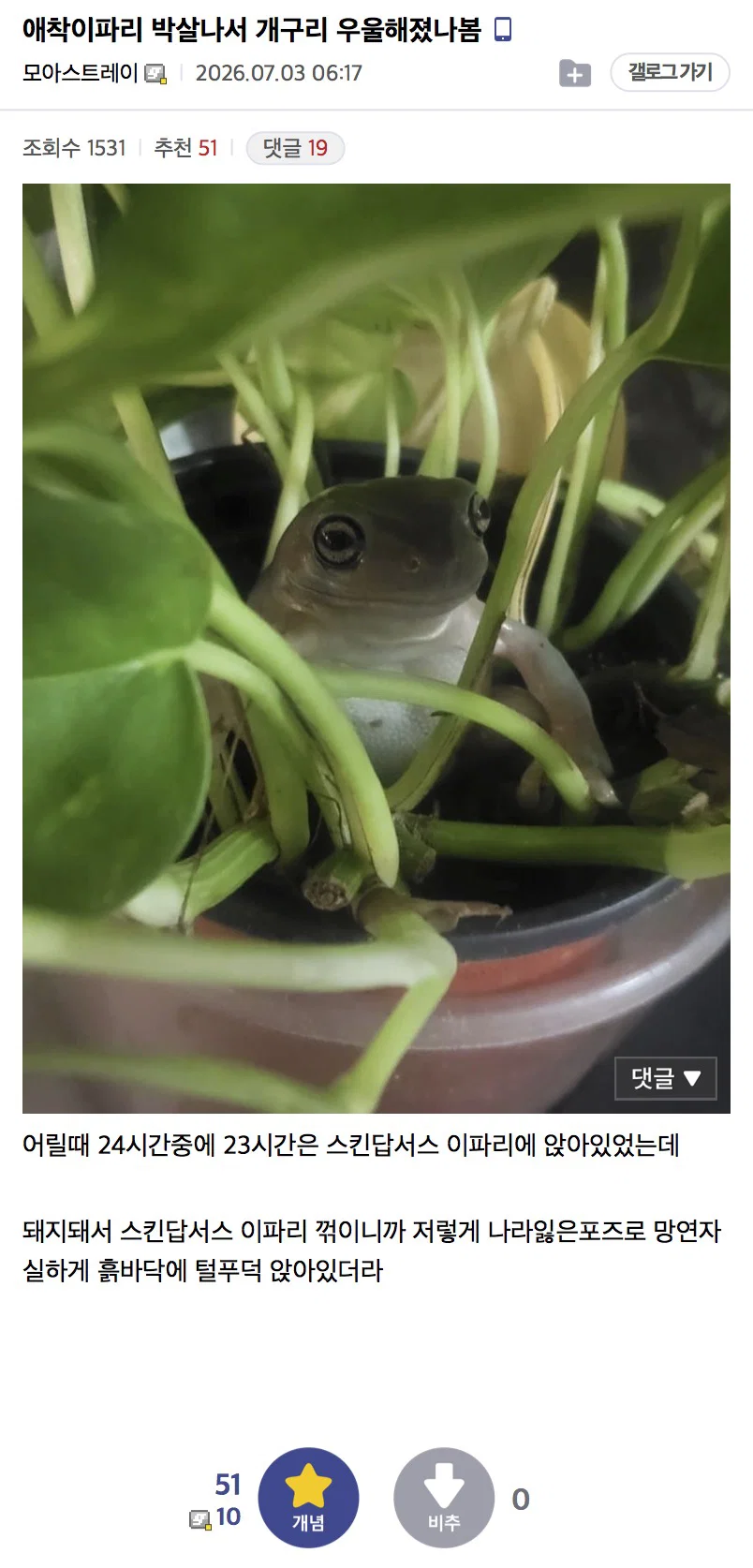 애착이파리 박살나서 개구리 우울해졌나봄 | 인스티즈