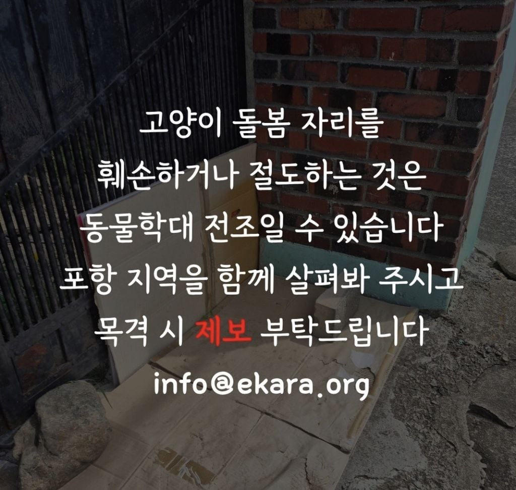 고양이 밥자리 훼손은 동물학대의 시작일 수 있습니다 (포항 고양이 학대범 또 활동..?) | 인스티즈