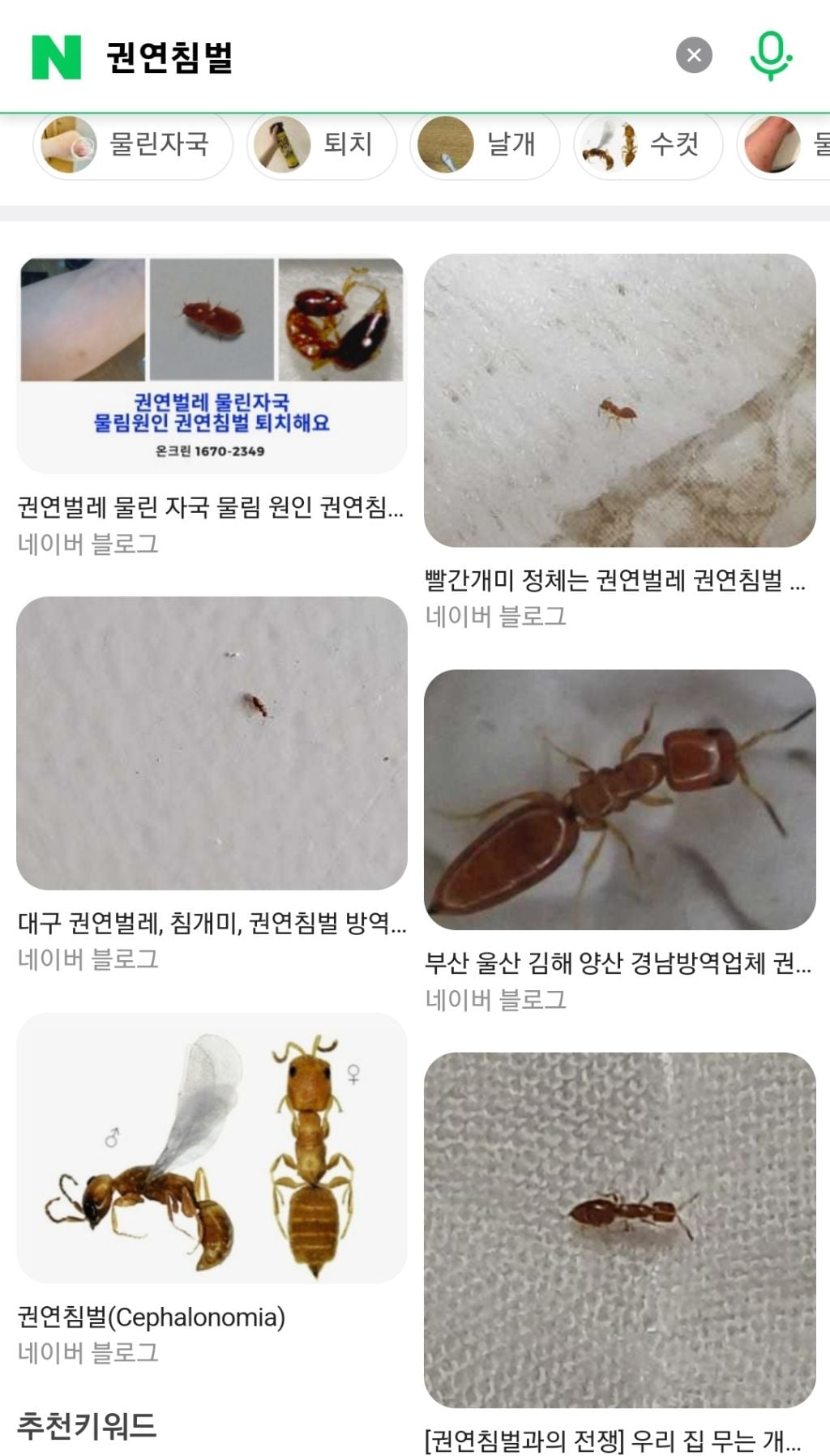 바퀴벌레 보다 더 빡치는 지독한 사람 미치게 하는 벌레 "권연벌레" (벌레사진 있음) | 인스티즈