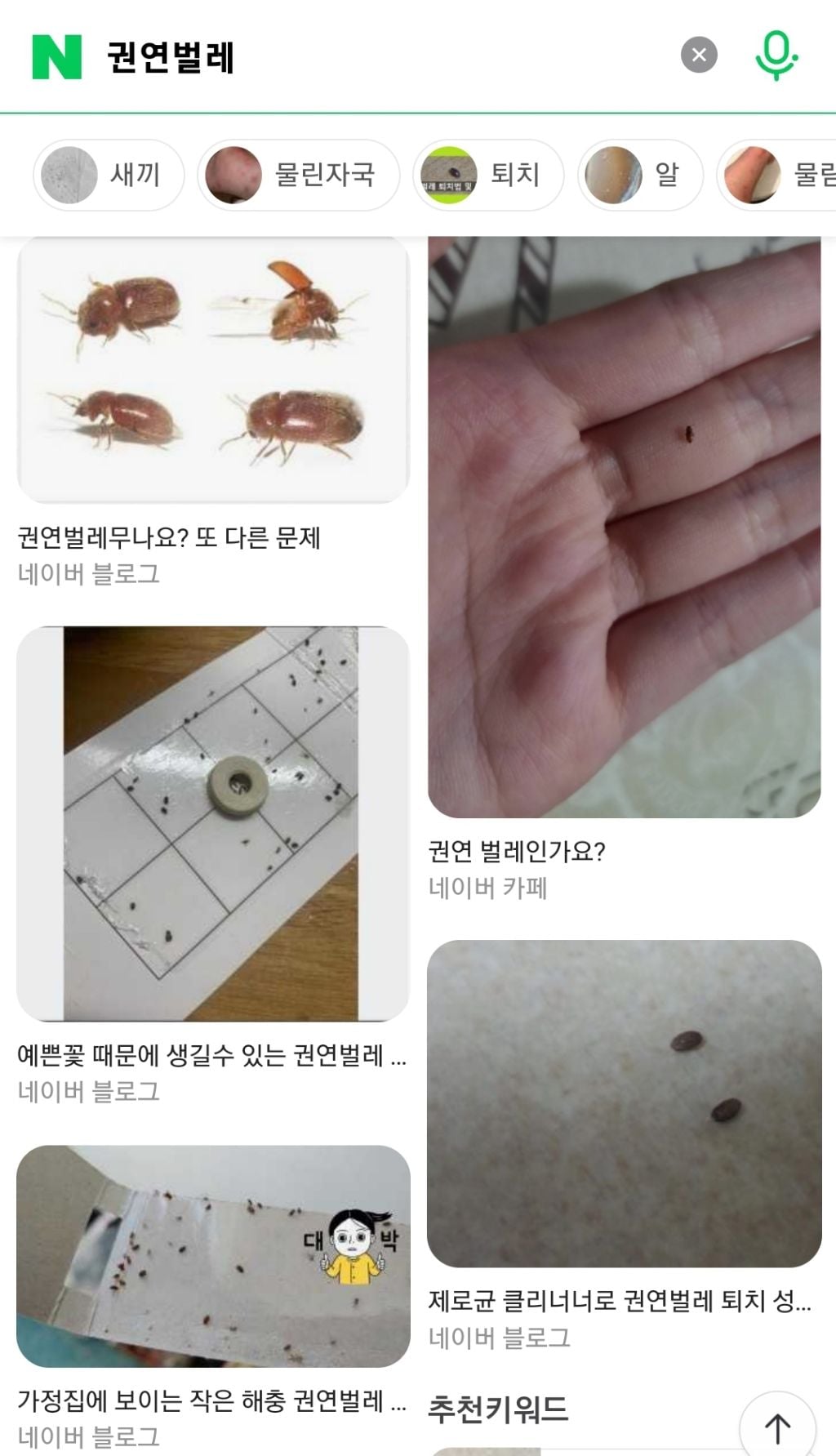 바퀴벌레 보다 더 빡치는 지독한 사람 미치게 하는 벌레 "권연벌레" (벌레사진 있음) | 인스티즈