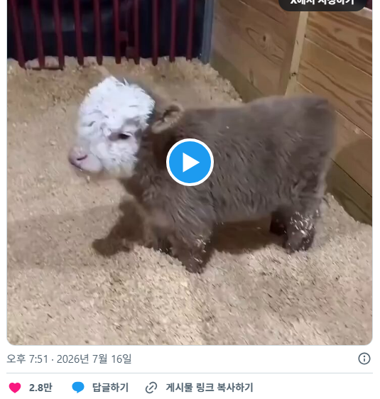 태어난지 두시간 된 스코틀랜드 하이랜드 소 | 인스티즈