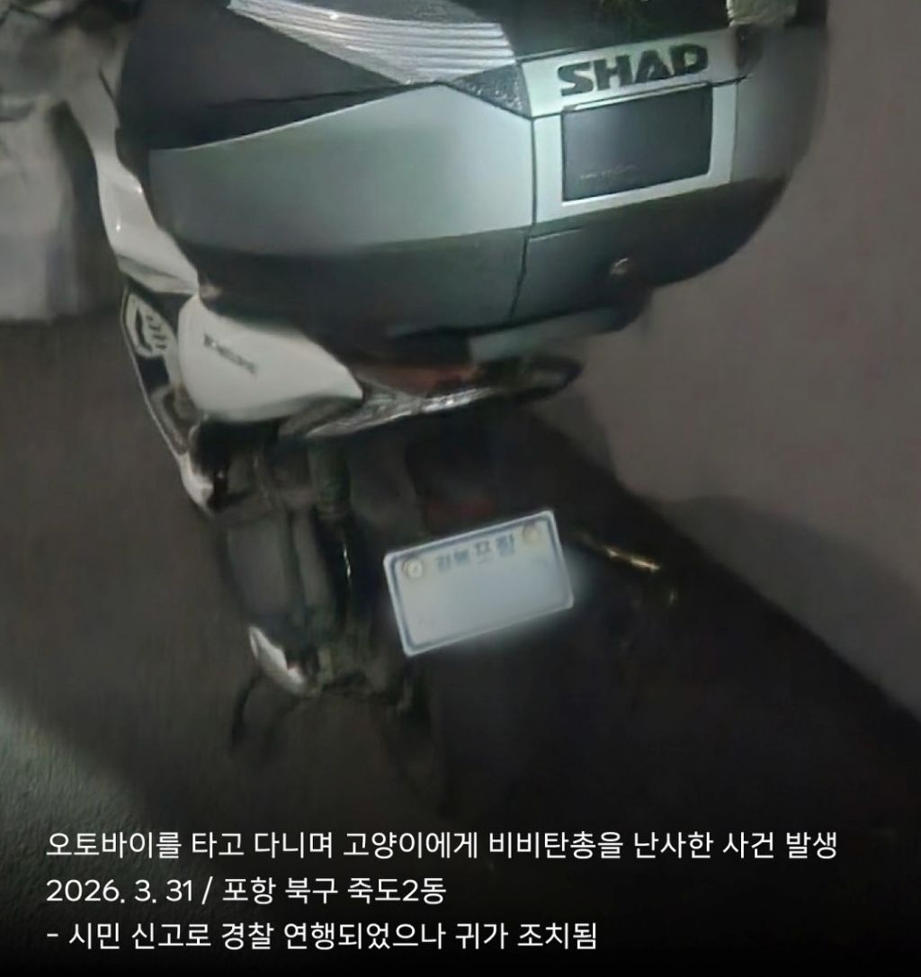 고양이 밥자리 훼손은 동물학대의 시작일 수 있습니다 (포항 고양이 학대범 또 활동..?) | 인스티즈