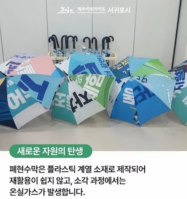 현재 극찬받는 제주도 서귀포시 우산 | 인스티즈