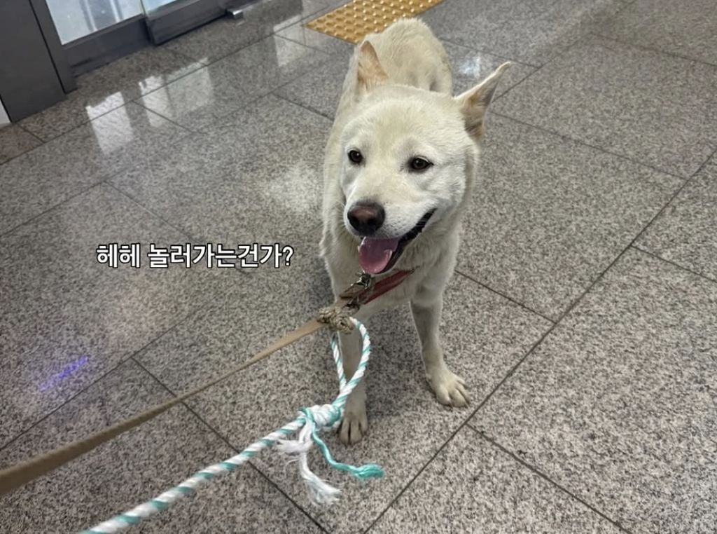 보호소 들어가고나서 표정변화 봐...미치겠다 | 인스티즈