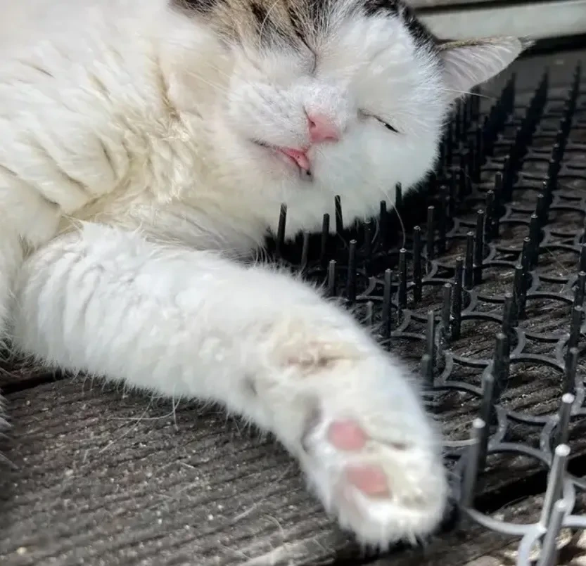 고냥이 접근금지 패드 | 인스티즈