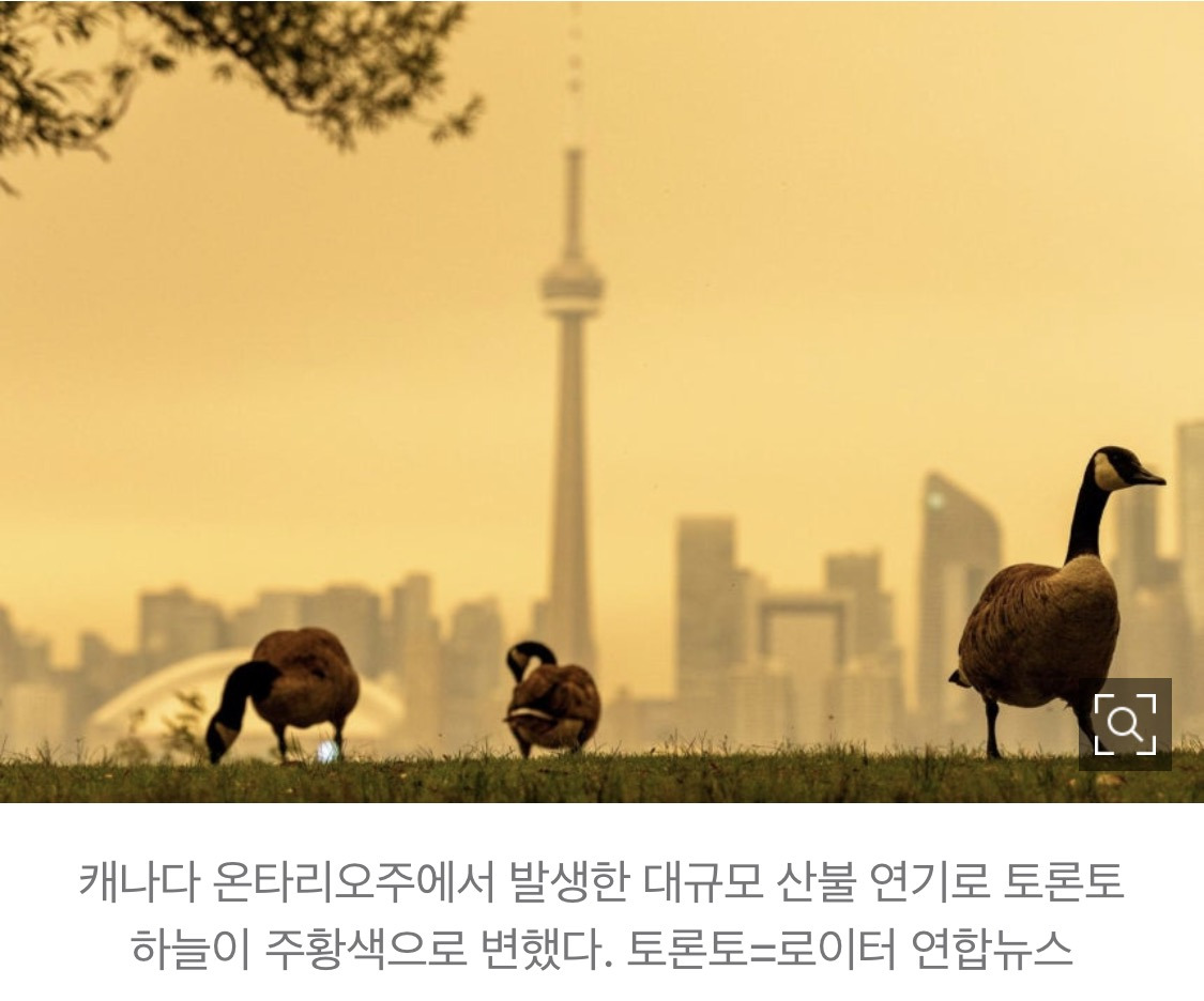샛노란 하늘에 갇힌 도시… '세계 최악' 대기질에 멈춰 선 토론토 | 인스티즈