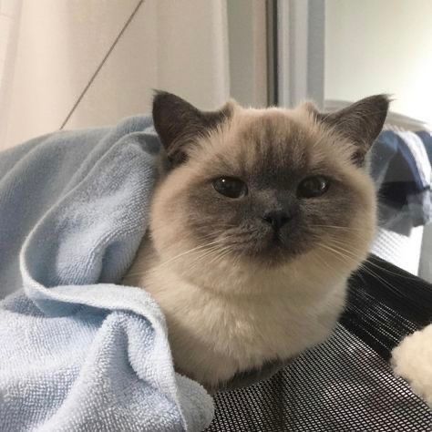 샴고양이 중에 이렇게 둔둔한 애 첨 봄....jpg | 인스티즈