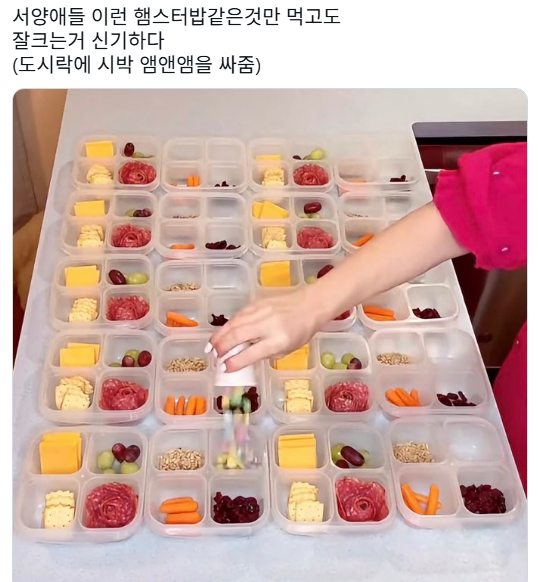 서양애들 이런 햄스터밥같은것만 먹고도 잘크는거 신기하다 (도시락에 시박 앰앤앰을 싸줌) | 인스티즈