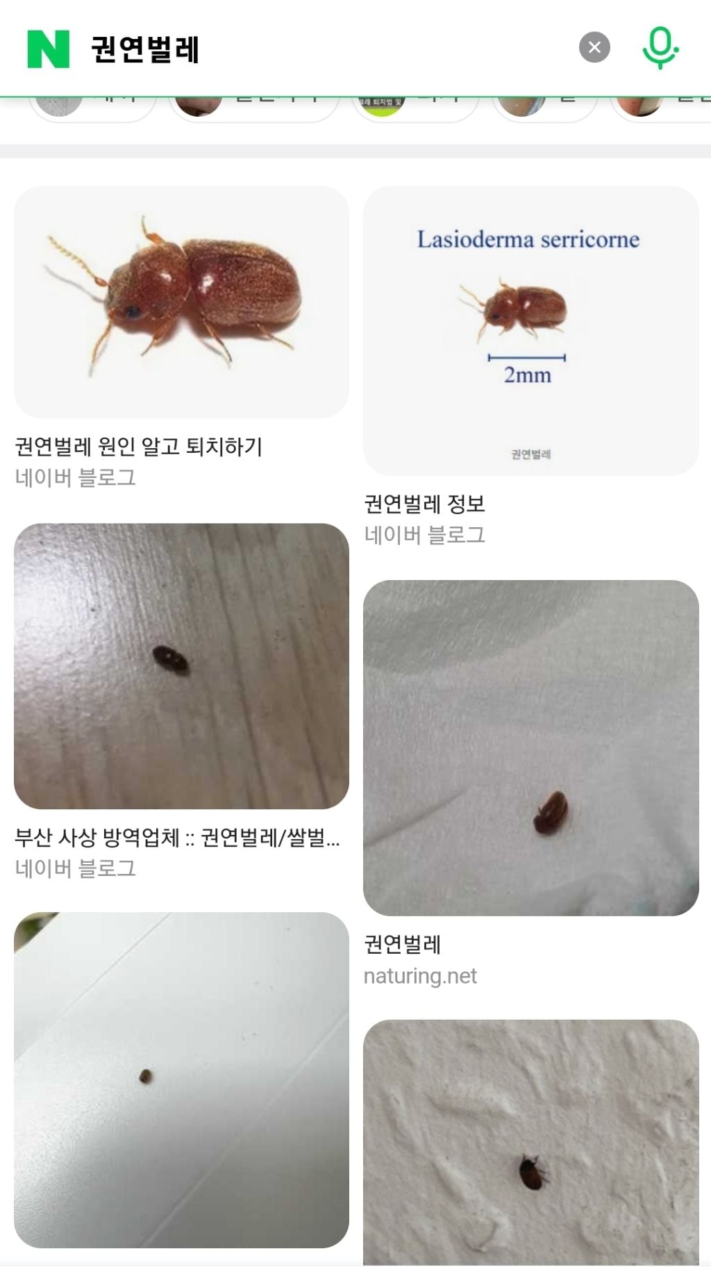 바퀴벌레 보다 더 빡치는 지독한 사람 미치게 하는 벌레 "권연벌레" (벌레사진 있음) | 인스티즈