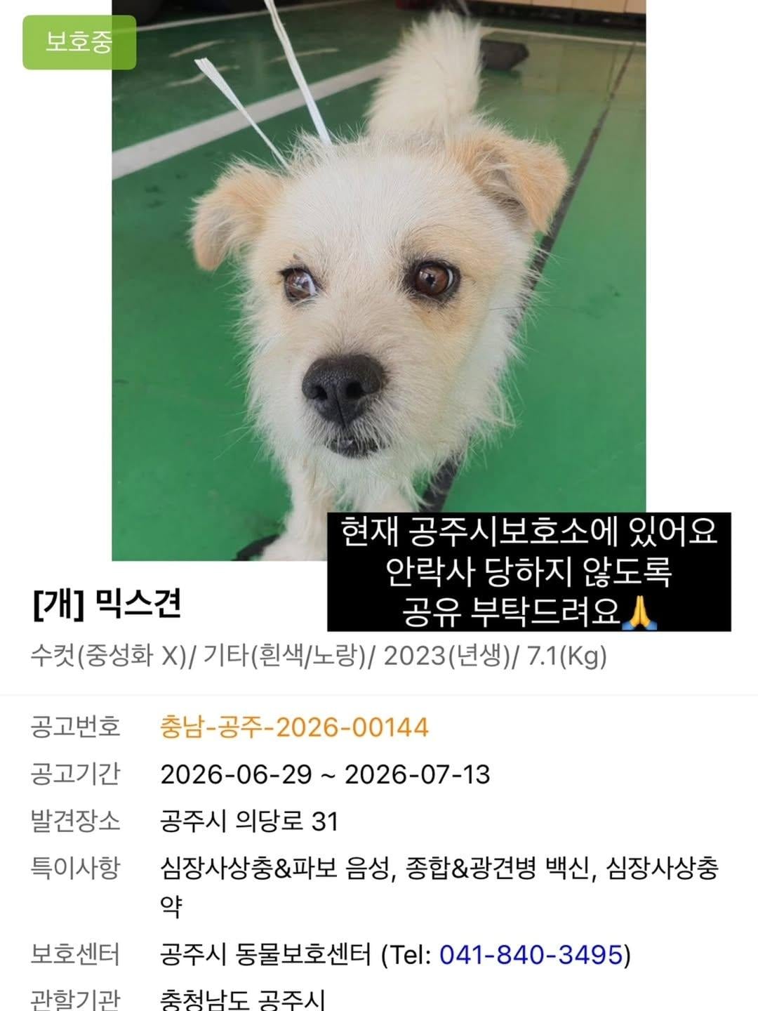 국토대장정하는 사람을 따라 20km를 걸어 온 유기견 공주 | 인스티즈