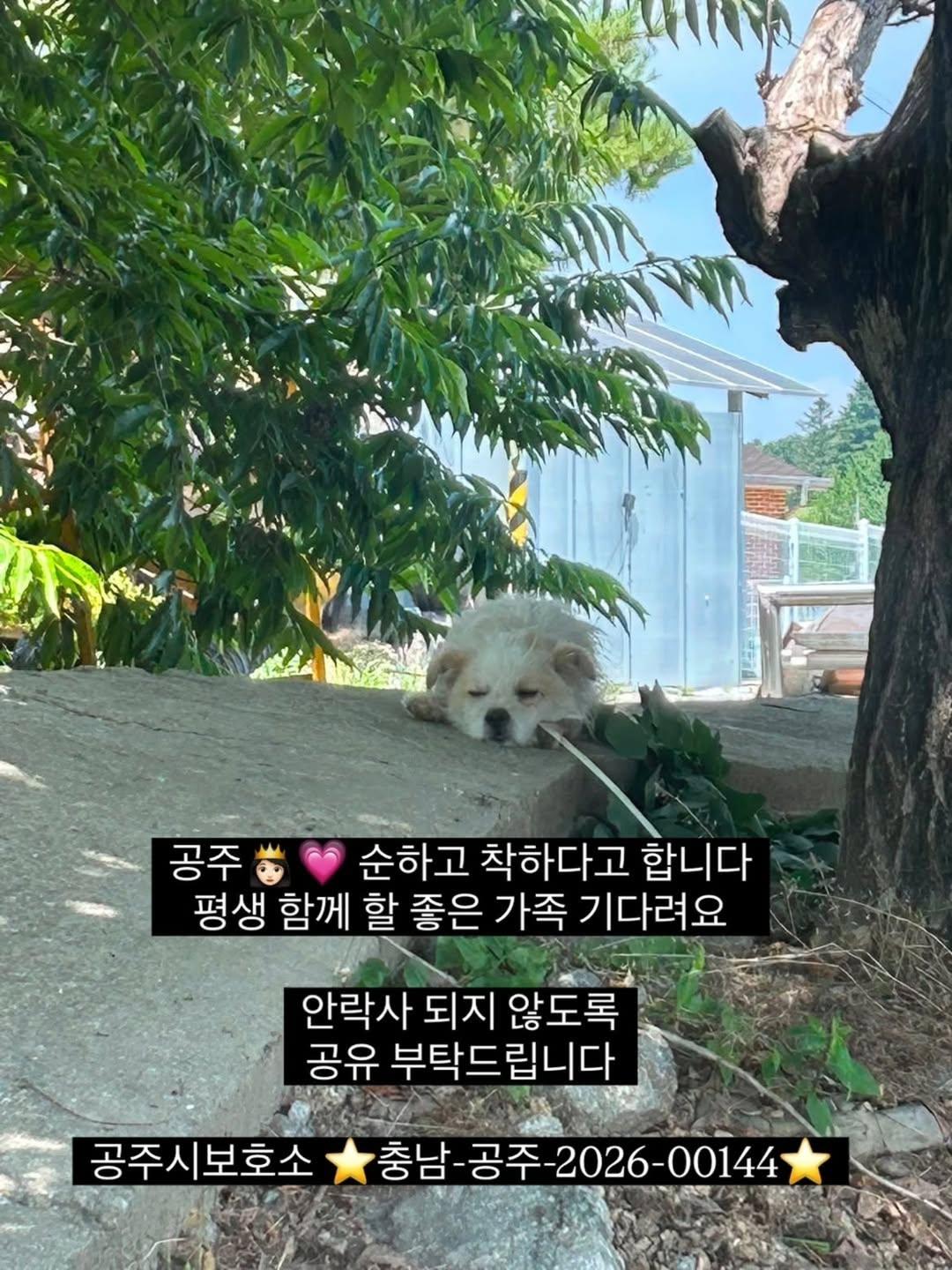 국토대장정하는 사람을 따라 20km를 걸어 온 유기견 공주 | 인스티즈