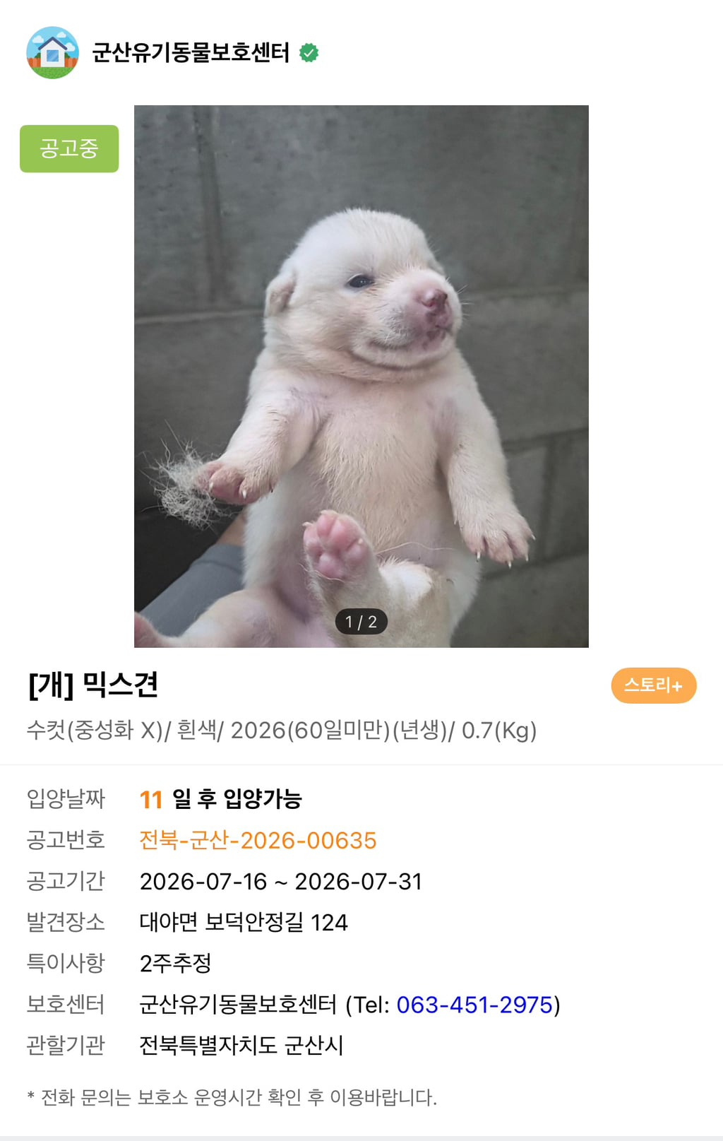 포인핸드 구경하다가 본 귀여운 물범강아지 (feat. 입양홍보) | 인스티즈