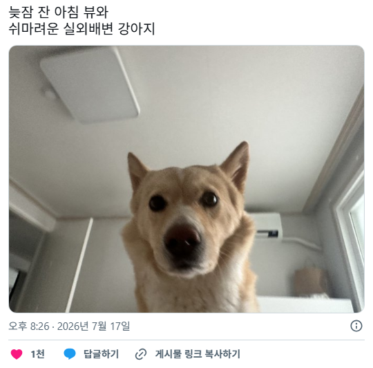 화장실은 급하고 늦잠자는 주인은 일어나지않는 현실을 믿고싶지않은 실외배변견 | 인스티즈