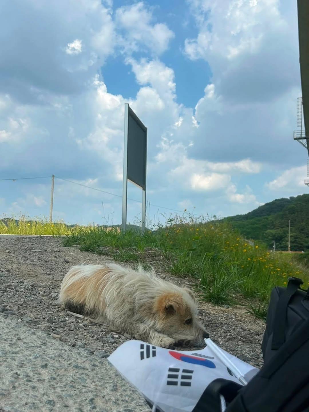 국토대장정하는 사람을 따라 20km를 걸어 온 유기견 공주 | 인스티즈