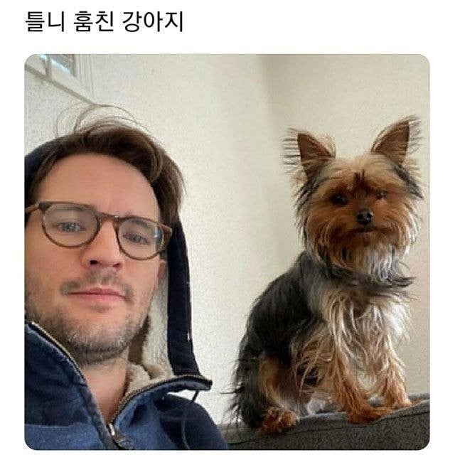 틀니 훔친 강아지 | 인스티즈