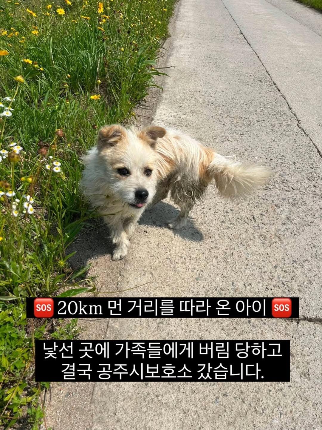 국토대장정하는 사람을 따라 20km를 걸어 온 유기견 공주 | 인스티즈