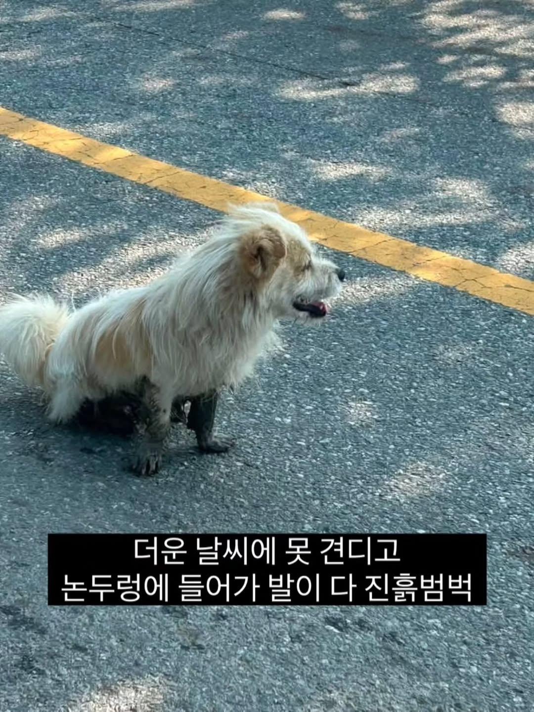 국토대장정하는 사람을 따라 20km를 걸어 온 유기견 공주 | 인스티즈