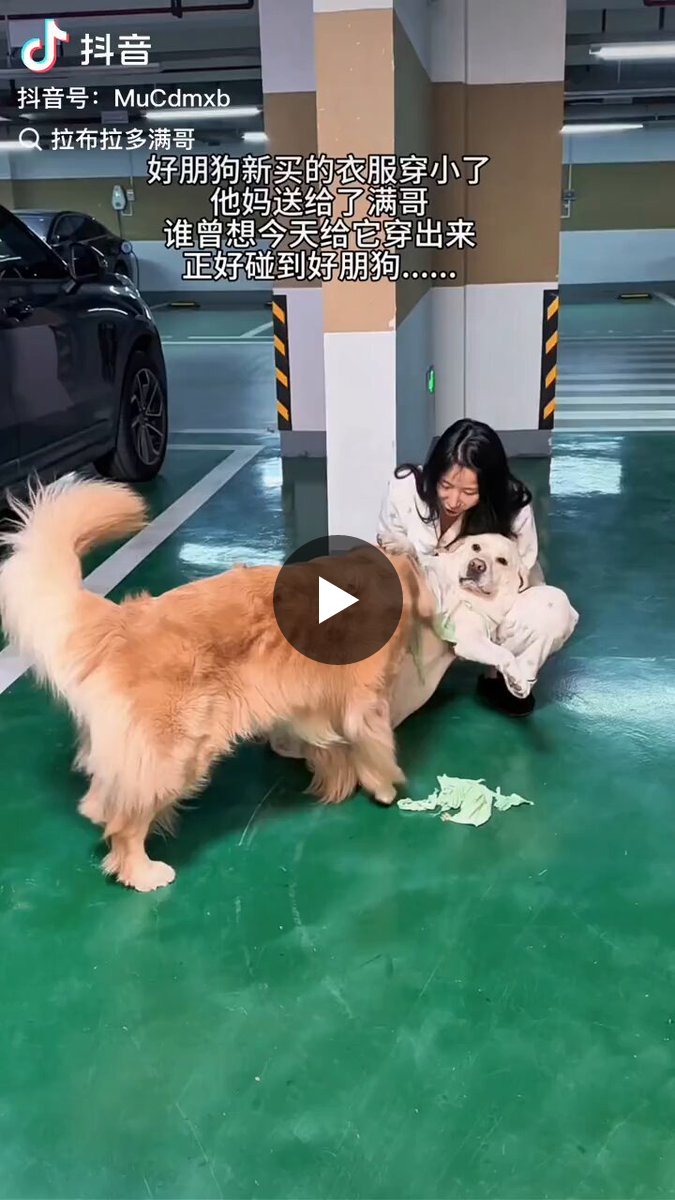 골댕이가 지꺼 돌려달라면서 레브라도 옷 찢어버림 | 인스티즈