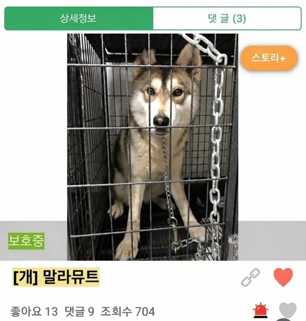 유기견 입양 전 후 표정 차이2 .jpg | 인스티즈