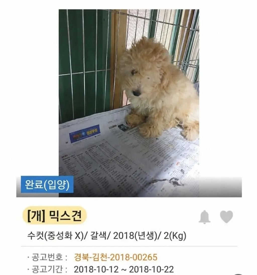 유기견 입양 전 후 표정 차이2 .jpg | 인스티즈