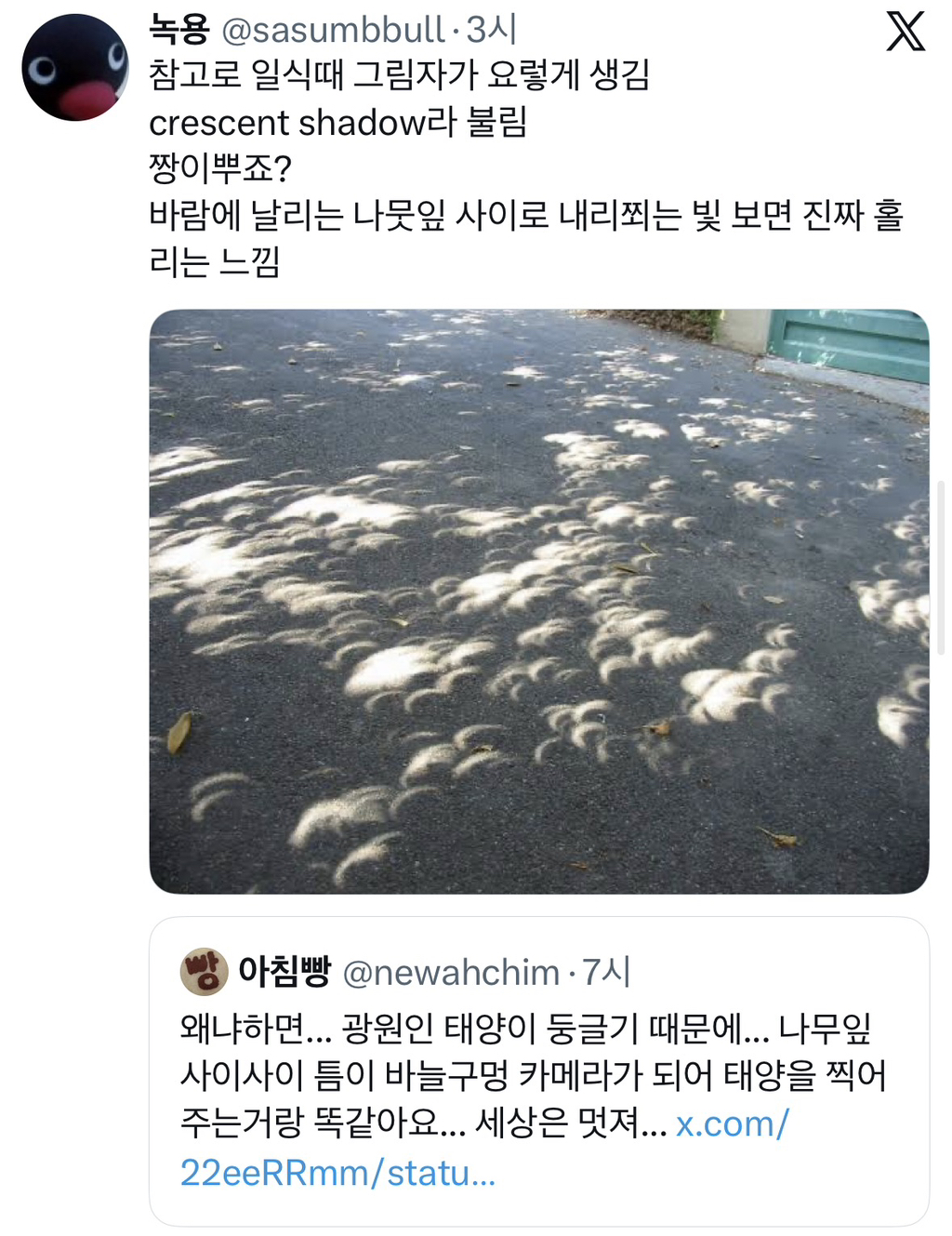 나뭇잎 아래 태양빛이 동그란 이유 | 인스티즈