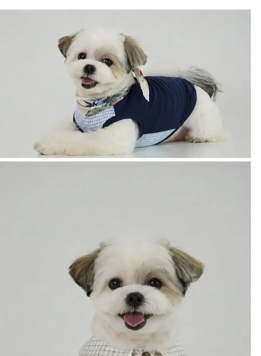 유기견 입양 전 후 표정 차이2 .jpg | 인스티즈