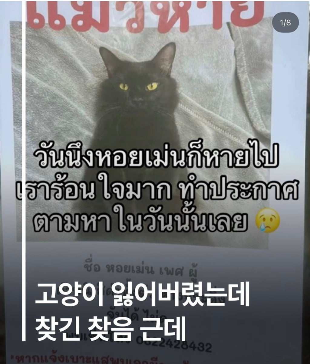 고양이 잃어버렸는데 찾긴 찾음..근데 | 인스티즈