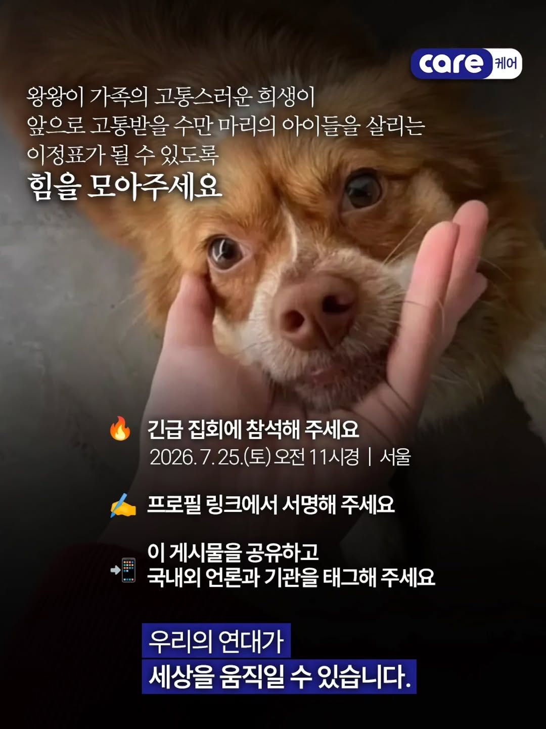 중국 유기견 왕왕이 가족 추모 집회 - 동물권단체 케어 | 인스티즈