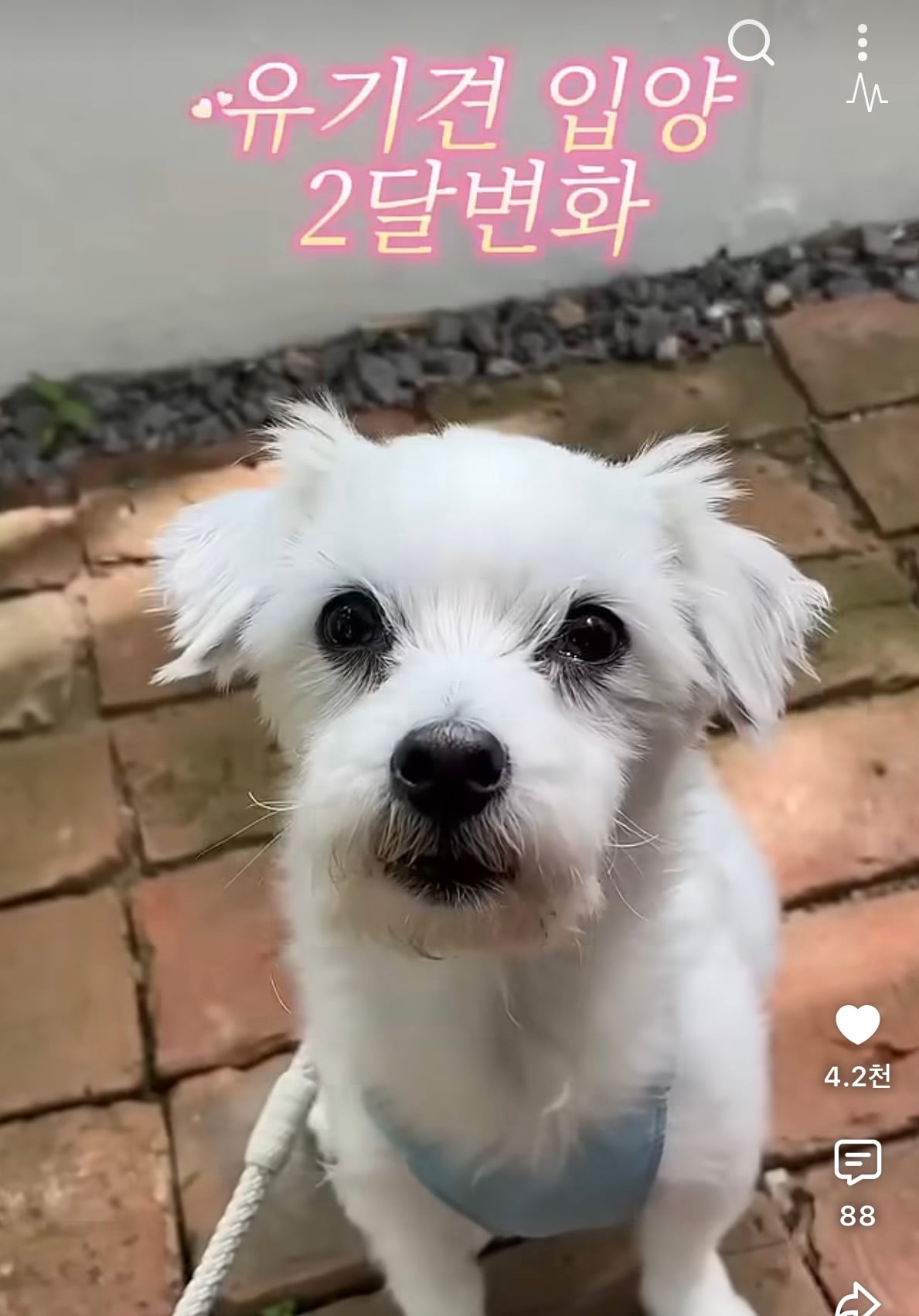 유기견 입양 2개월 변화 | 인스티즈