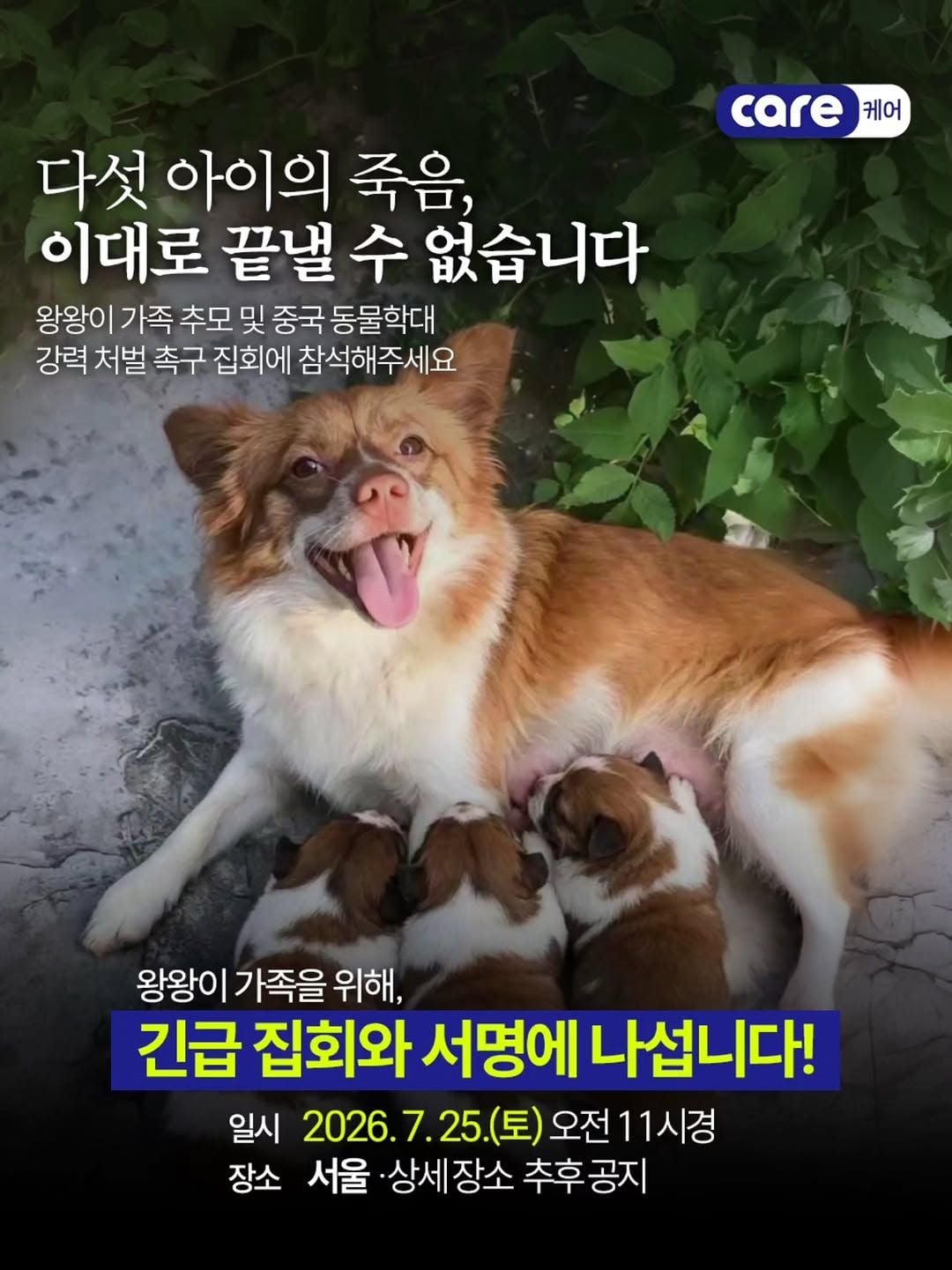 중국 유기견 왕왕이 가족 추모 집회 - 동물권단체 케어 | 인스티즈