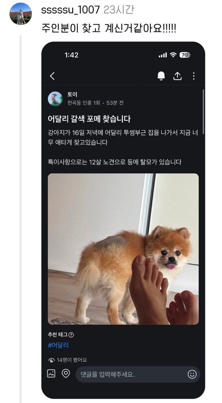 유기된 포메 발견했는데 임보해주실 분 있을까요? | 인스티즈
