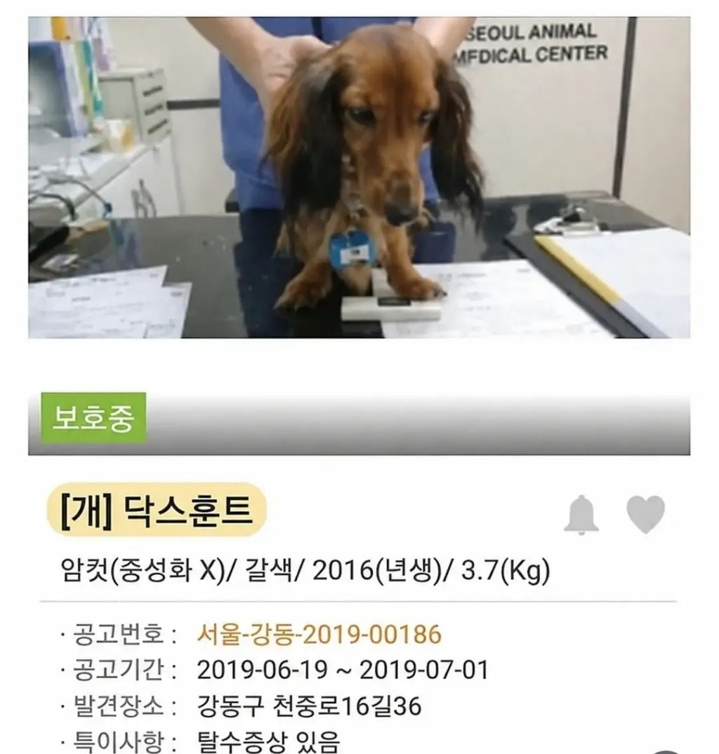 유기견 입양 전 후 표정 차이2 .jpg | 인스티즈