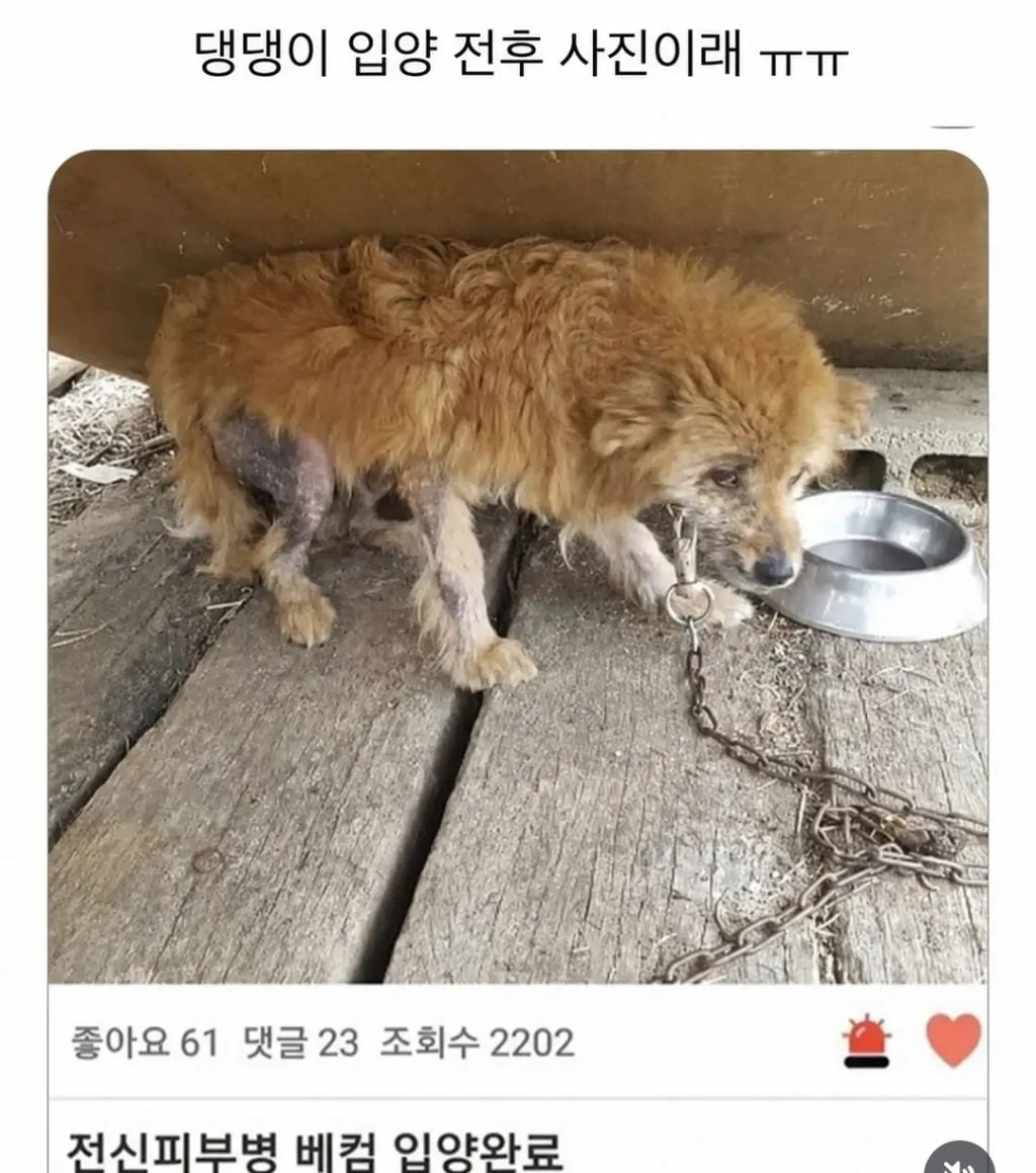 유기견 입양 전 후 표정 차이2 .jpg | 인스티즈