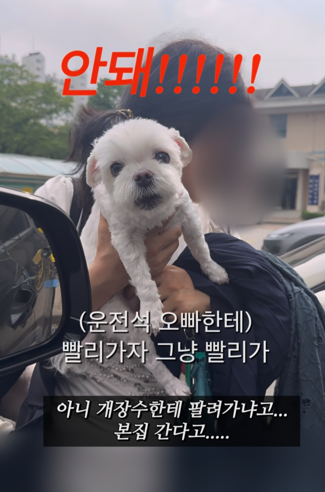 잠시 언니와 이별하는 봄이🐶의 절규 | 인스티즈