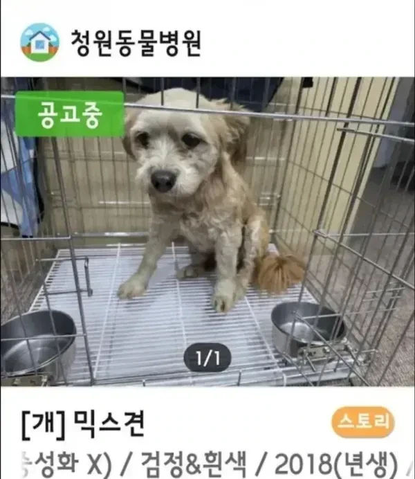 유기견들 입양 전후 표정 차이 .jpg | 인스티즈