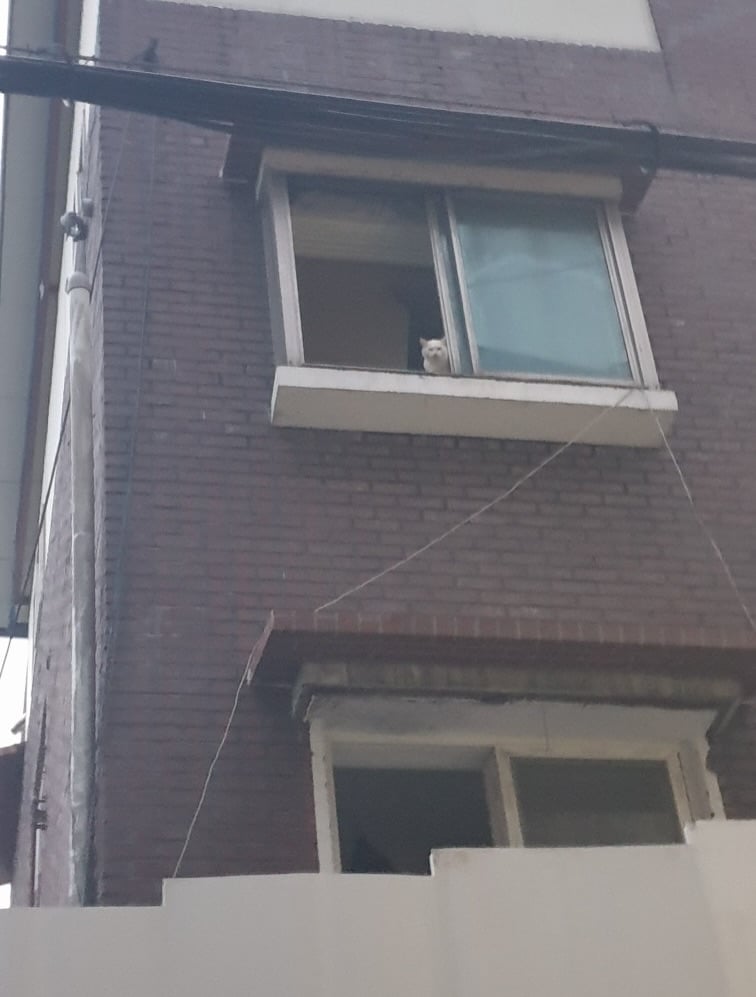 구미시 신축 아파트 재개발 공사 현장에 갇힌 길고양이들 | 인스티즈