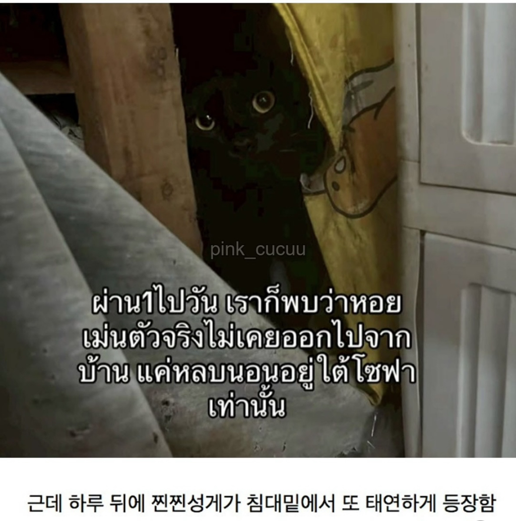 고양이 잃어버렸는데 찾긴 찾음..근데 | 인스티즈