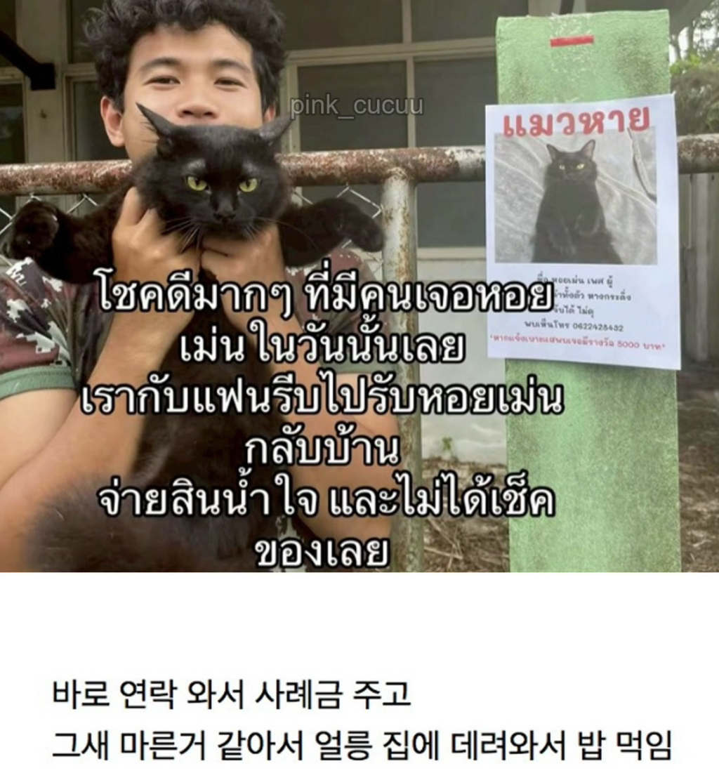 고양이 잃어버렸는데 찾긴 찾음..근데 | 인스티즈