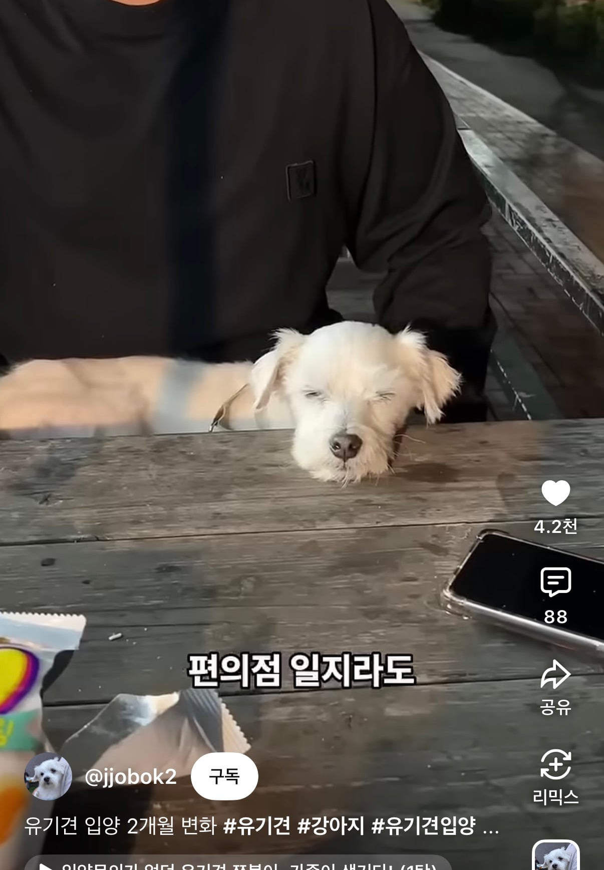 유기견 입양 2개월 변화 | 인스티즈