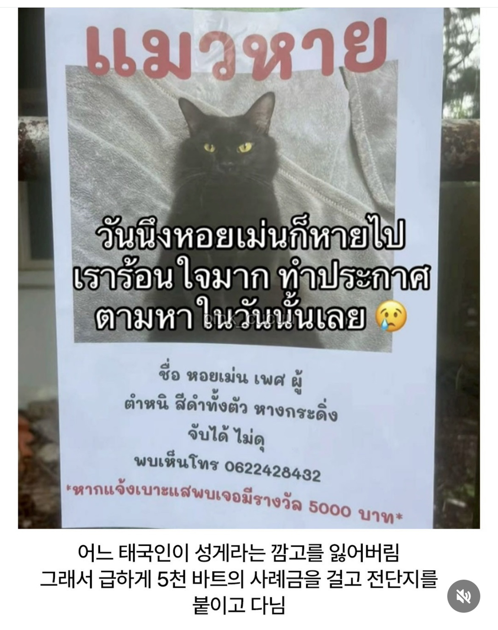 고양이 잃어버렸는데 찾긴 찾음..근데 | 인스티즈
