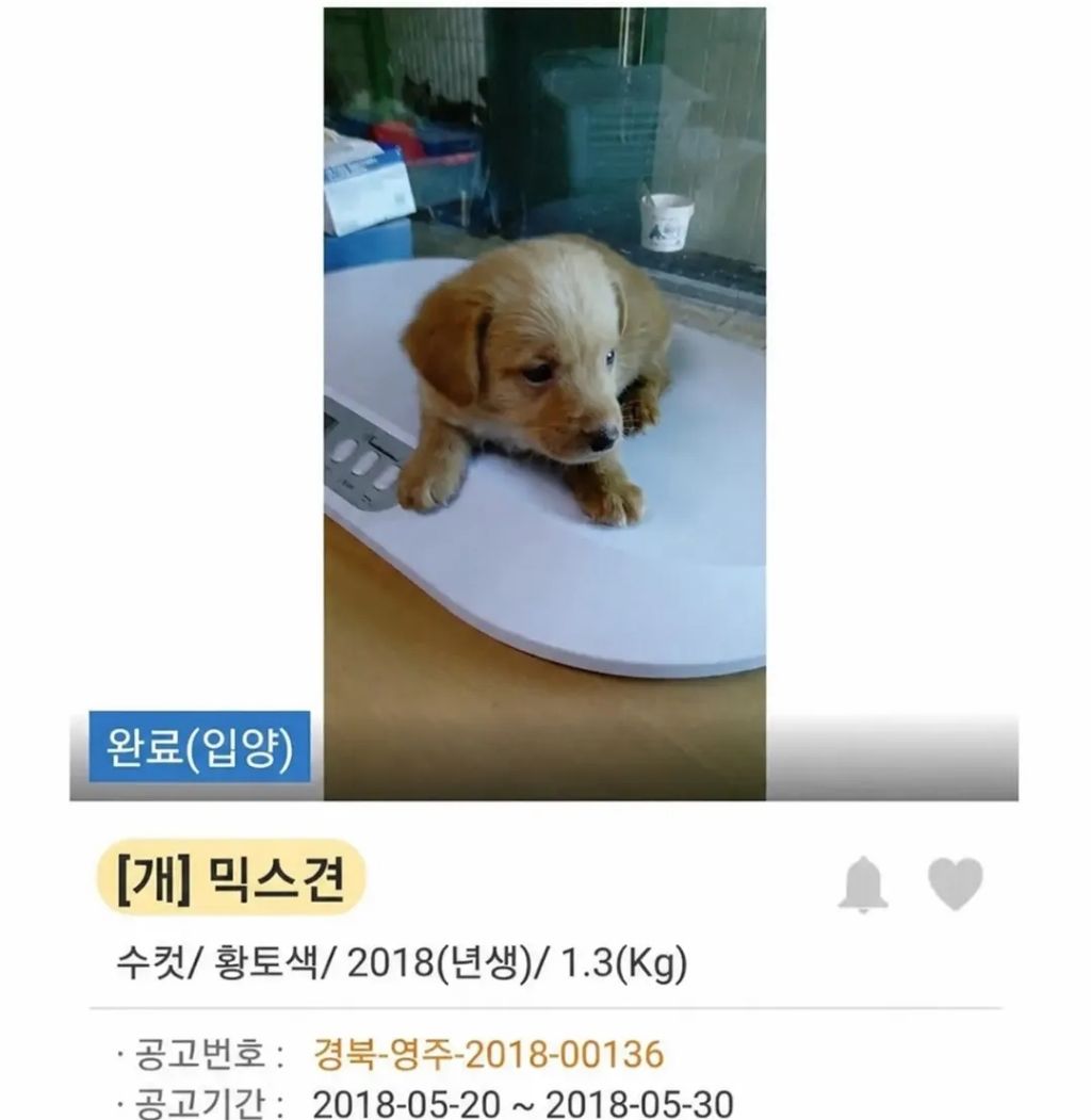 유기견 입양 전 후 표정 차이2 .jpg | 인스티즈