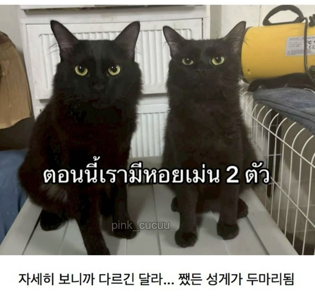 고양이 잃어버렸는데 찾긴 찾음..근데 | 인스티즈