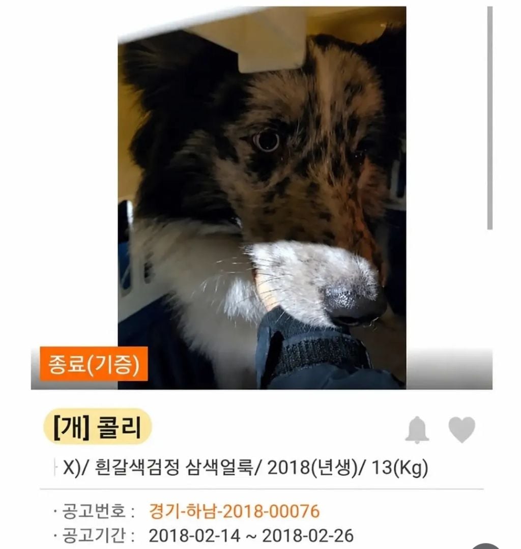 유기견 입양 전 후 표정 차이2 .jpg | 인스티즈