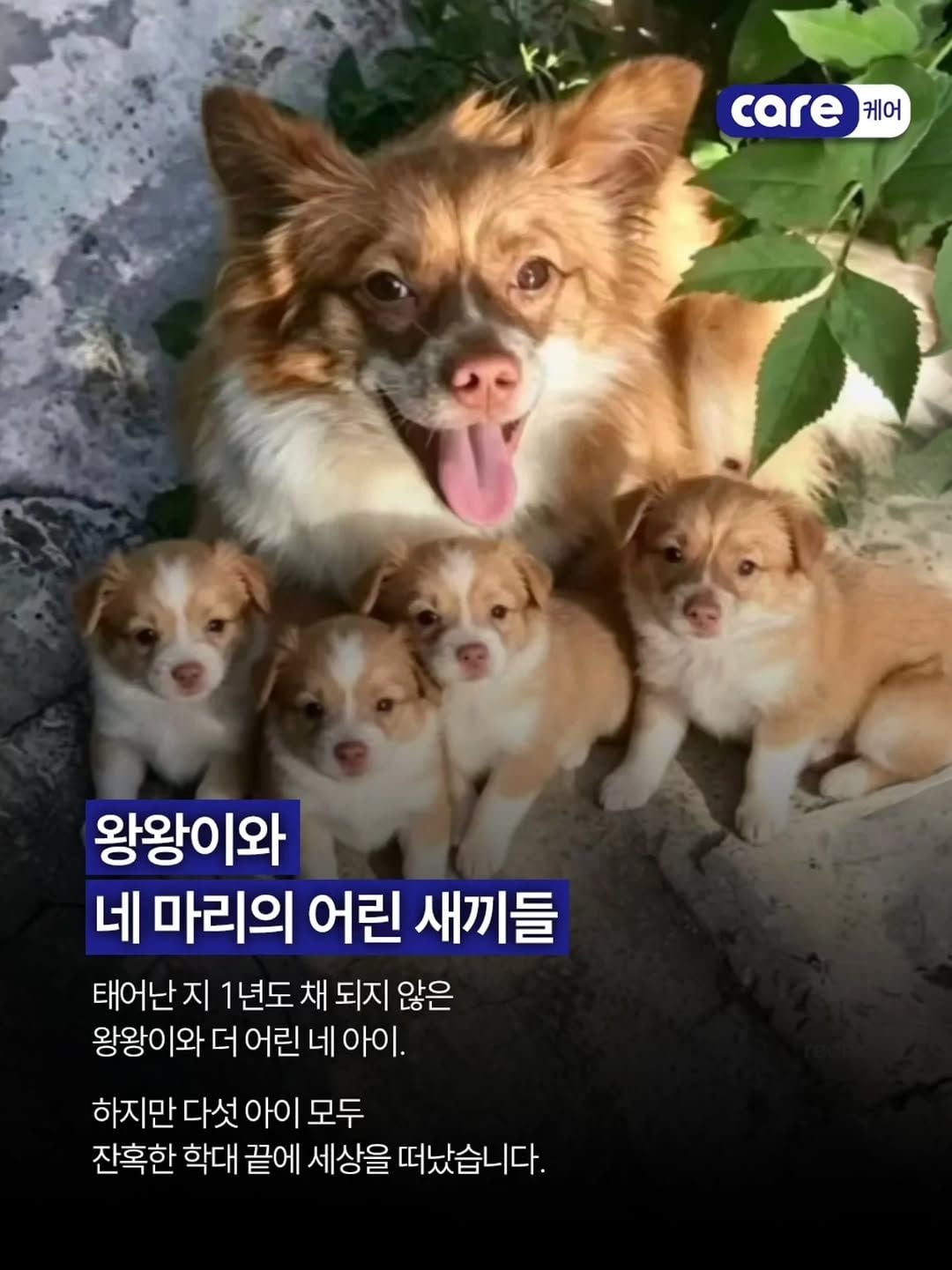 중국 유기견 왕왕이 가족 추모 집회 - 동물권단체 케어 | 인스티즈