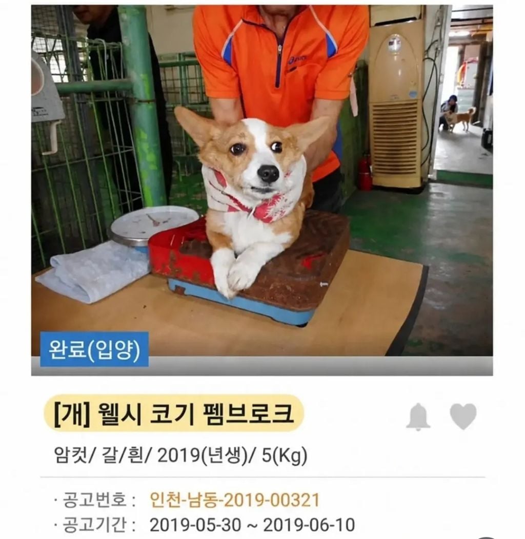유기견 입양 전 후 표정 차이2 .jpg | 인스티즈