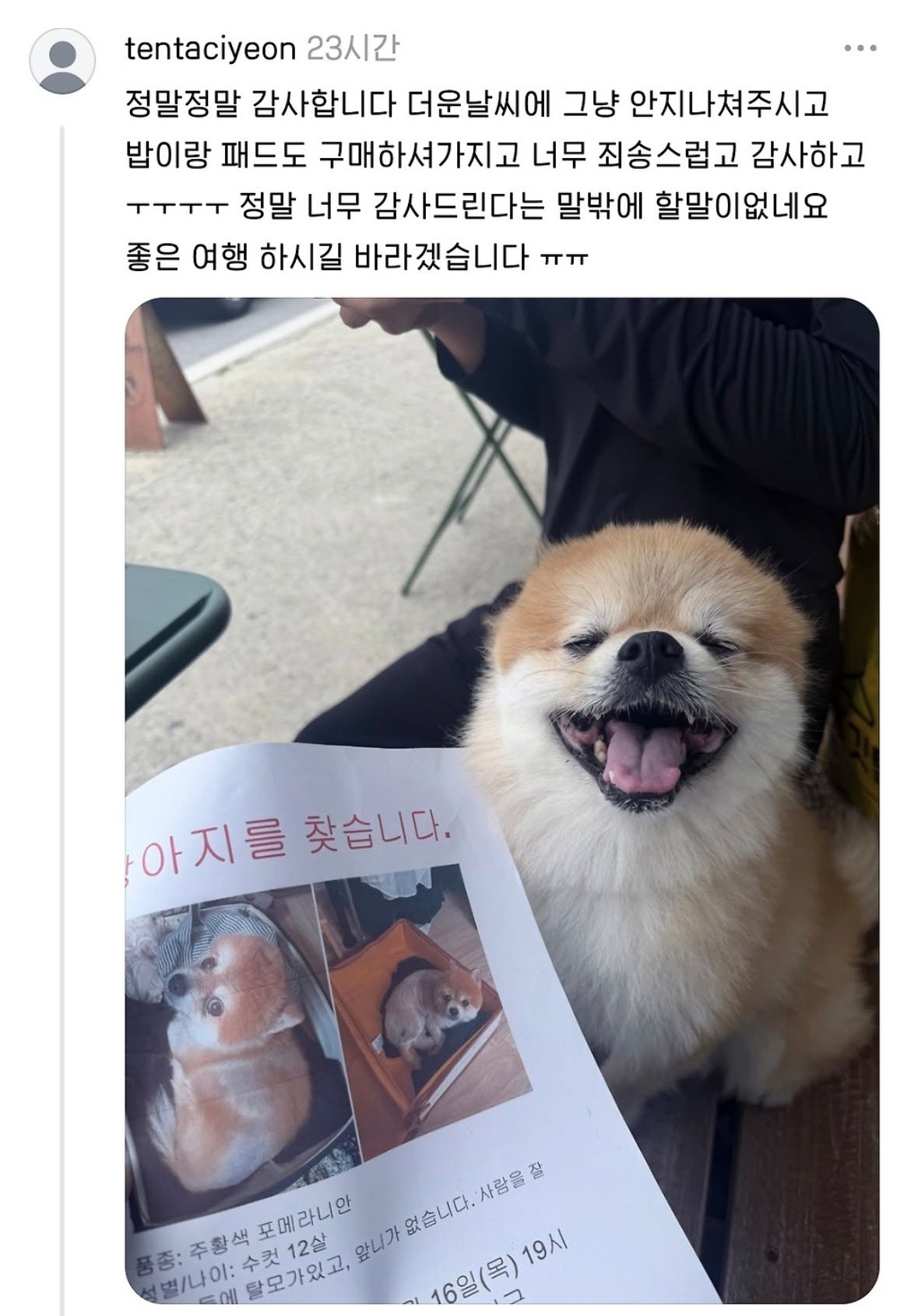 유기된 포메 발견했는데 임보해주실 분 있을까요? | 인스티즈